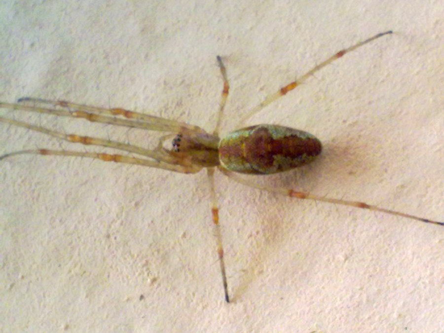 Tetragnatha sp.